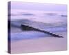Groyne, Sylt, Schleswig-Holstein, Germany-null-Stretched Canvas