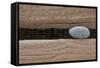 Groynes, abstract view of pebble stuck in weathered timber, West Runton, Norfolk-David Burton-Framed Stretched Canvas
