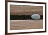 Groynes, abstract view of pebble stuck in weathered timber, West Runton, Norfolk-David Burton-Framed Photographic Print