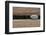 Groynes, abstract view of pebble stuck in weathered timber, West Runton, Norfolk-David Burton-Framed Photographic Print