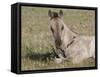 Grulla Colt Lying Down in Grass Field with Flowers, Pryor Mountains, Montana, USA-Carol Walker-Framed Stretched Canvas