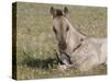 Grulla Colt Lying Down in Grass Field with Flowers, Pryor Mountains, Montana, USA-Carol Walker-Stretched Canvas