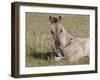 Grulla Colt Lying Down in Grass Field with Flowers, Pryor Mountains, Montana, USA-Carol Walker-Framed Photographic Print