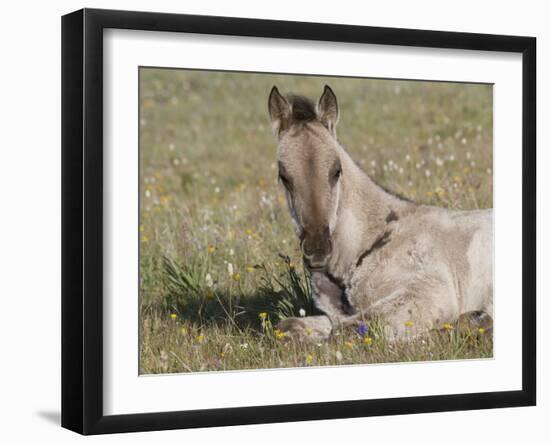 Grulla Colt Lying Down in Grass Field with Flowers, Pryor Mountains, Montana, USA-Carol Walker-Framed Photographic Print