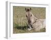 Grulla Colt Lying Down in Grass Field with Flowers, Pryor Mountains, Montana, USA-Carol Walker-Framed Photographic Print
