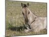 Grulla Colt Lying Down in Grass Field with Flowers, Pryor Mountains, Montana, USA-Carol Walker-Mounted Photographic Print
