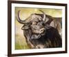 Grumpy Cape Buffalo-Joni Johnson-Godsy-Framed Giclee Print