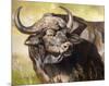 Grumpy Cape Buffalo-Joni Johnson-Godsy-Mounted Giclee Print