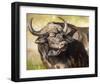 Grumpy Cape Buffalo-Joni Johnson-Godsy-Framed Giclee Print