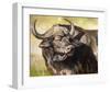 Grumpy Cape Buffalo-Joni Johnson-Godsy-Framed Giclee Print