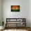 Grunge India Flag-darrenwhi-Framed Stretched Canvas displayed on a wall