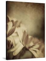 Grunge Photo of Daisy Flowers, Old Grungy Image of Tender Chamomile-Anna Omelchenko-Stretched Canvas