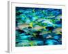 Grunts in Motion, Abacos, Bahamas-Stuart Westmoreland-Framed Photographic Print