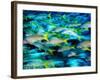 Grunts in Motion, Abacos, Bahamas-Stuart Westmoreland-Framed Photographic Print