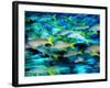 Grunts in Motion, Abacos, Bahamas-Stuart Westmoreland-Framed Photographic Print