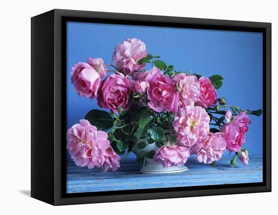 Grussan Achen Felicia and Centenaire de Lourdes Roses-Clay Perry-Framed Stretched Canvas