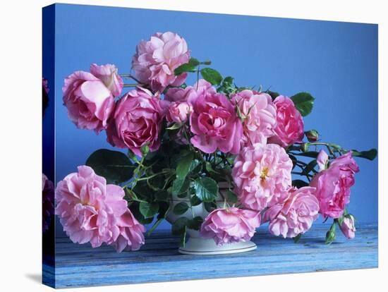 Grussan Achen Felicia and Centenaire de Lourdes Roses-Clay Perry-Stretched Canvas