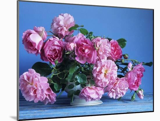 Grussan Achen Felicia and Centenaire de Lourdes Roses-Clay Perry-Mounted Premium Photographic Print