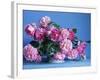 Grussan Achen Felicia and Centenaire de Lourdes Roses-Clay Perry-Framed Photographic Print