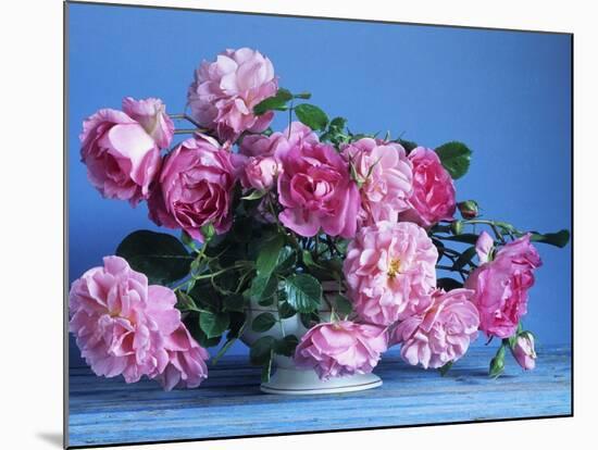 Grussan Achen Felicia and Centenaire de Lourdes Roses-Clay Perry-Mounted Photographic Print