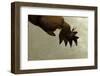 Gryllotalpa Gryllotalpa (European Mole Cricket) - Foreleg-Paul Starosta-Framed Photographic Print