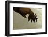 Gryllotalpa Gryllotalpa (European Mole Cricket) - Foreleg-Paul Starosta-Framed Photographic Print