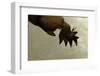 Gryllotalpa Gryllotalpa (European Mole Cricket) - Foreleg-Paul Starosta-Framed Photographic Print