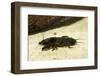 Gryllotalpa Gryllotalpa (European Mole Cricket)-Paul Starosta-Framed Photographic Print