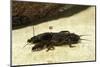 Gryllotalpa Gryllotalpa (European Mole Cricket)-Paul Starosta-Mounted Photographic Print