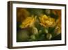 GS-Kalanchoe_1256-Gordon Semmens-Framed Giclee Print