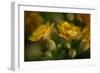 GS-Kalanchoe_1256-Gordon Semmens-Framed Giclee Print