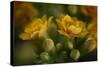 GS-Kalanchoe_1256-Gordon Semmens-Stretched Canvas