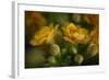 GS-Kalanchoe_1256-Gordon Semmens-Framed Giclee Print