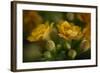 GS-Kalanchoe_1256-Gordon Semmens-Framed Giclee Print