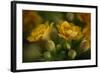 GS-Kalanchoe_1256-Gordon Semmens-Framed Giclee Print