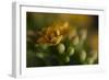 GS-Kalanchoe_1277-Gordon Semmens-Framed Giclee Print