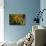 GS-Kalanchoe_1277-Gordon Semmens-Giclee Print displayed on a wall