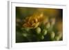 GS-Kalanchoe_1277-Gordon Semmens-Framed Giclee Print