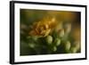 GS-Kalanchoe_1277-Gordon Semmens-Framed Giclee Print