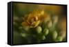 GS-Kalanchoe_1277-Gordon Semmens-Framed Stretched Canvas