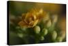 GS-Kalanchoe_1277-Gordon Semmens-Stretched Canvas