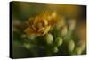 GS-Kalanchoe_1277-Gordon Semmens-Stretched Canvas