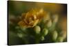 GS-Kalanchoe_1277-Gordon Semmens-Stretched Canvas