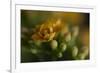 GS-Kalanchoe_1277-Gordon Semmens-Framed Giclee Print