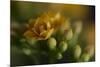 GS-Kalanchoe_1277-Gordon Semmens-Mounted Giclee Print