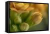 GS-Kalanchoe_1340-Gordon Semmens-Framed Stretched Canvas