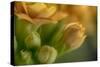 GS-Kalanchoe_1340-Gordon Semmens-Stretched Canvas