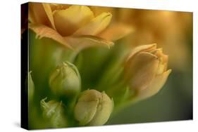 GS-Kalanchoe_1340-Gordon Semmens-Stretched Canvas