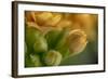 GS-Kalanchoe_1340-Gordon Semmens-Framed Giclee Print