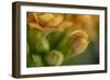 GS-Kalanchoe_1340-Gordon Semmens-Framed Giclee Print